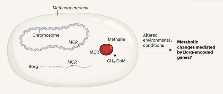 Diagram of an archaea, Methanoperedens, containing an unusually large extrachromosomal element