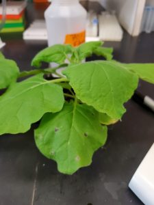 A Nicotiana benthamiana plant that has been genetically modified to produce human milk oligosaccharides.