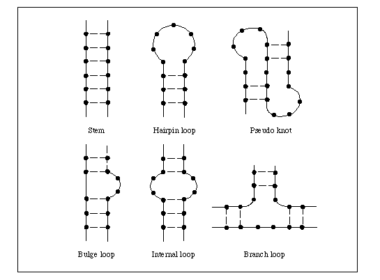 Examples of RNA secondary structure