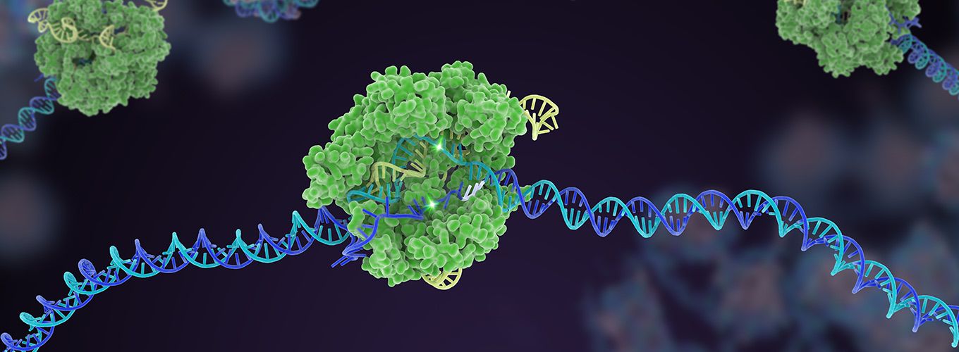 A structurally-accurate depiction of sgRNA-guided Cas9 protein cleaving its DNA target