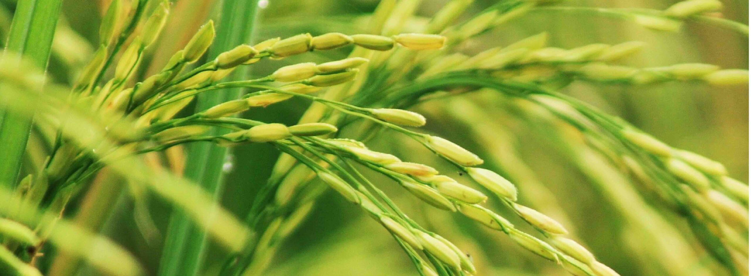 Rice plant in a field