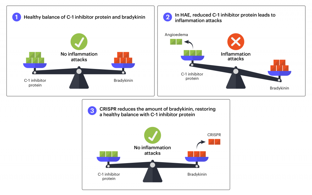 diagram shows how CRISPR could be used to treat hereditary angioedema