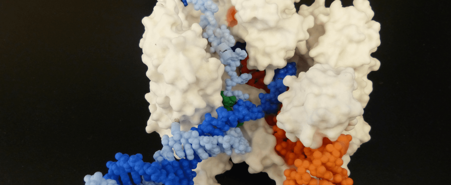 Close up of Cas9 model