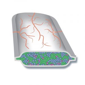 illustration of implantable pouch with blood vessels growing