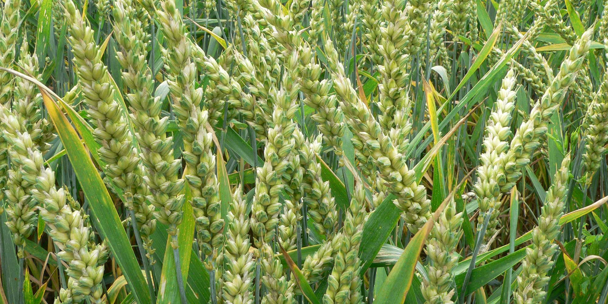 Wheat is being threatened by a disease called wheat blast