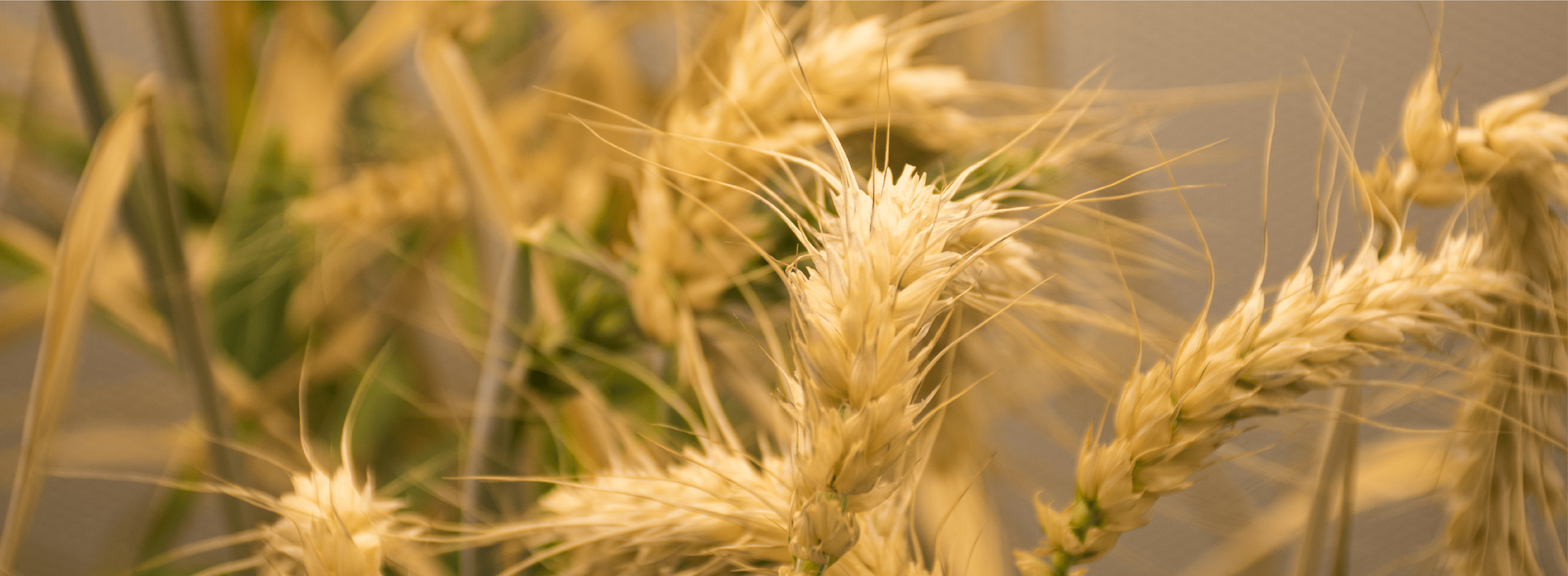 Gold colored wheat plant