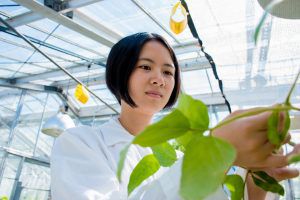 Yunru Peng holding a soybean plant