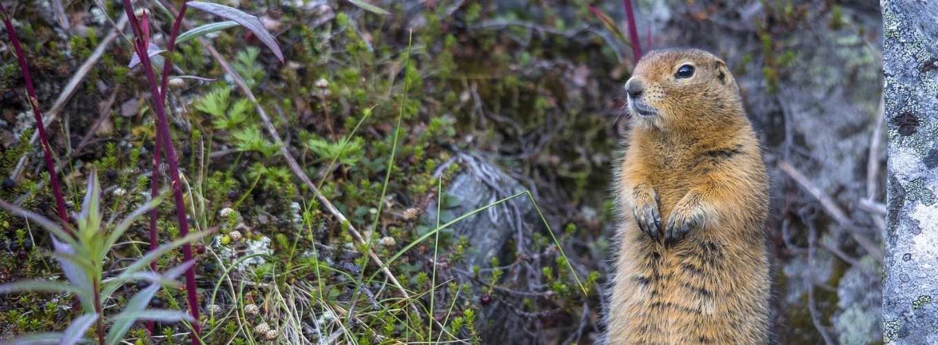 arctic ground squirrel