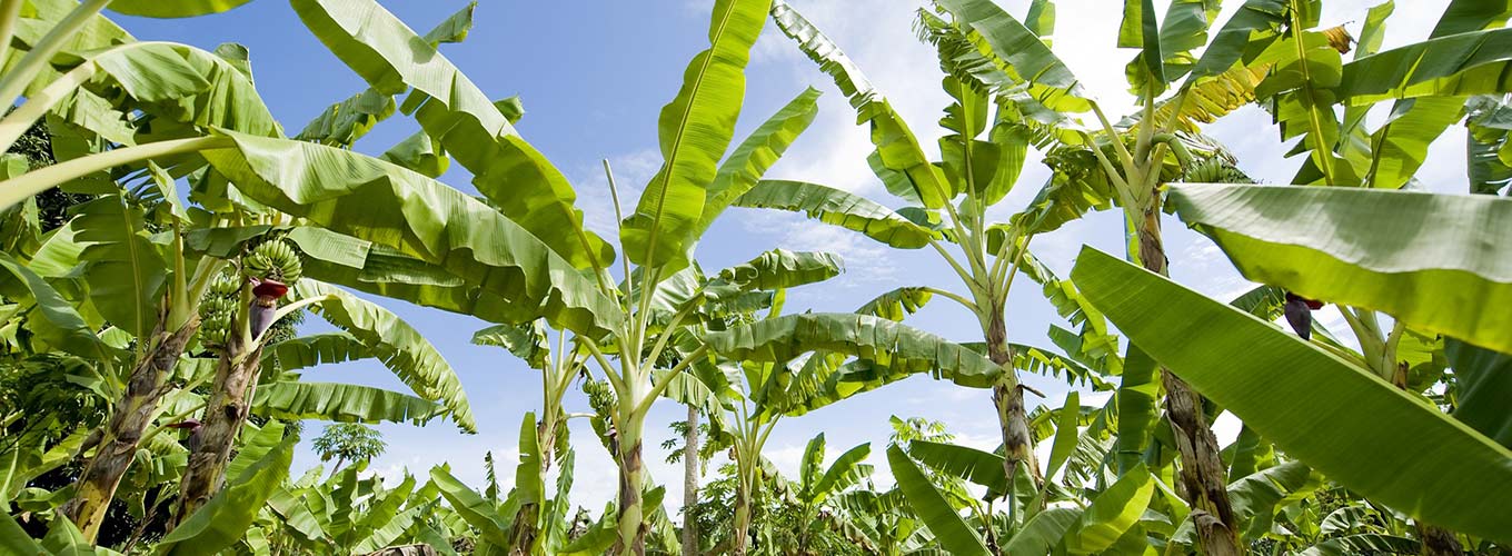 African banana plantation