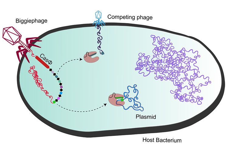 Megaphage injecting DNA into host bacterium