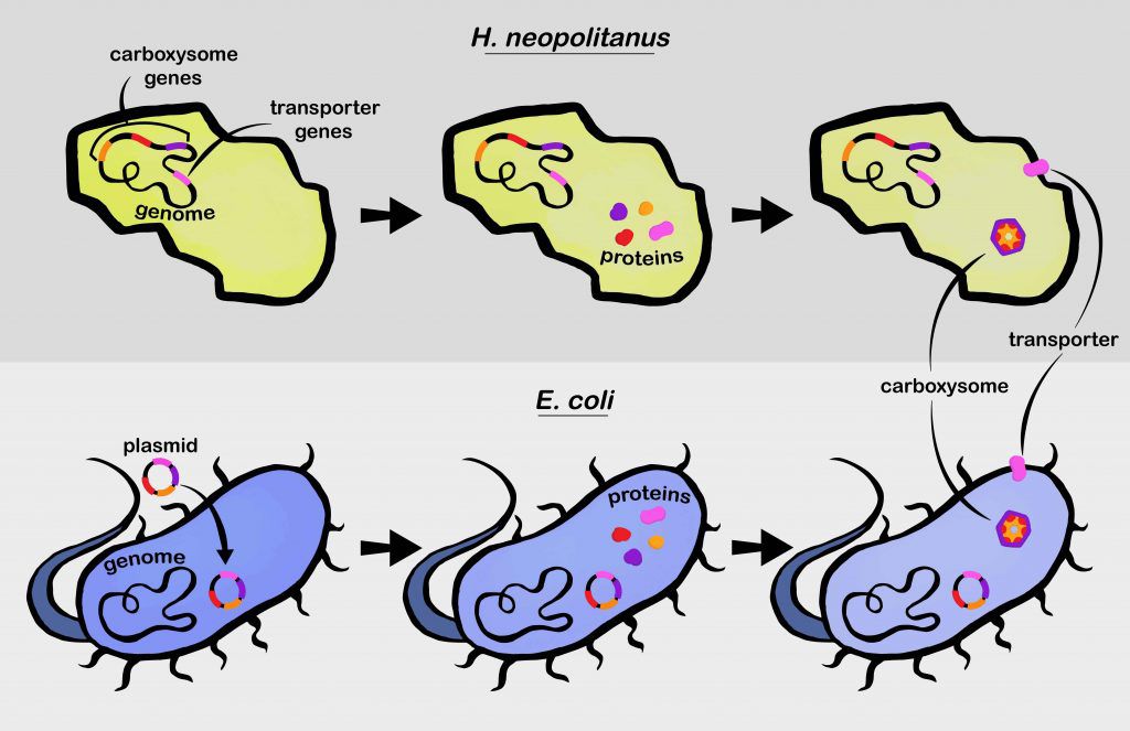 schematic of adding carboxysome DNA to E. Coli