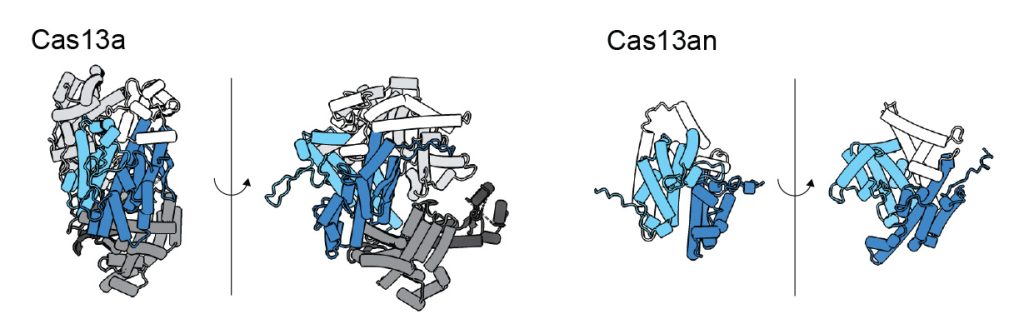 Cas13 molecule comparison