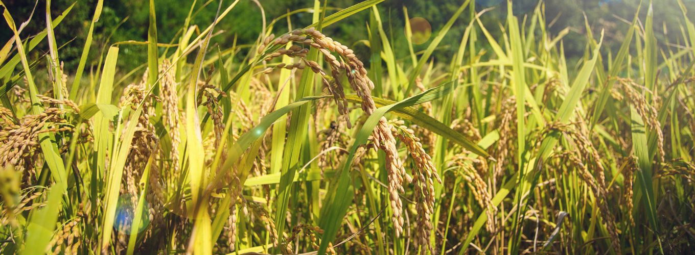 A sunny field of rice