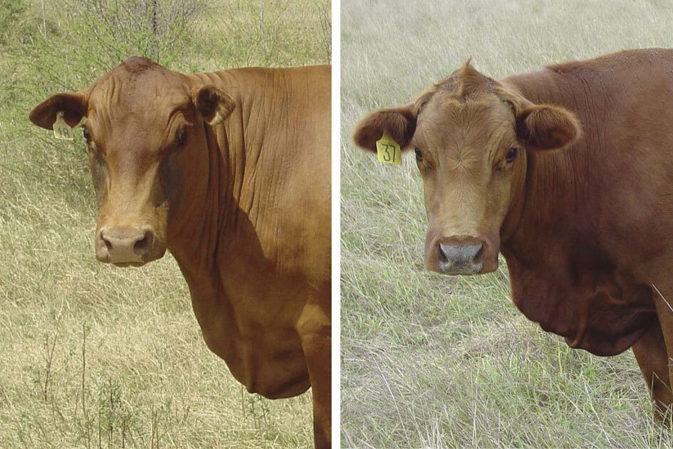 images comparing cattle with the slick trait (short hair) to cattle without this trait (longer hair)