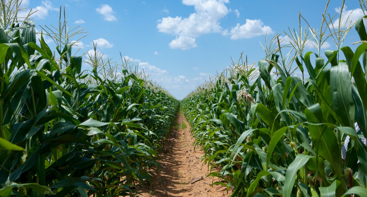 Crop field