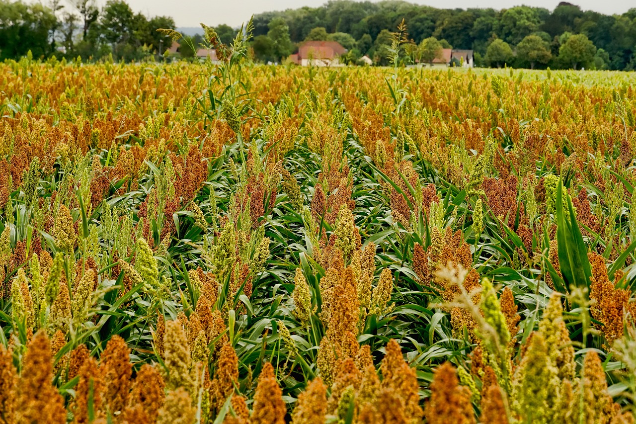 sorghum field