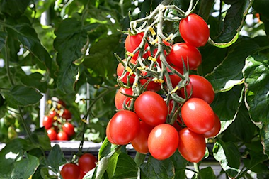 tomatoes growing on a vine