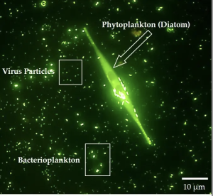 Micrograph of microorganisms in seawater