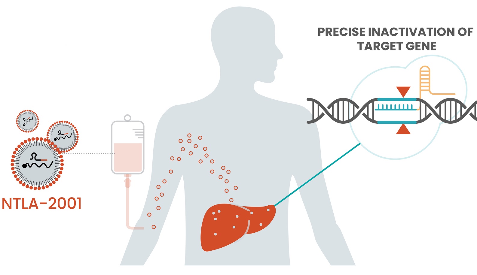 Diagram of lipid nanoparticles being administered by IV and travelling to the liver