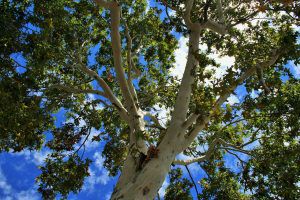 Cottonwood tree in front of a blue sky