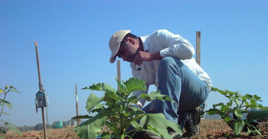 Srinidhi Holalu bends over a plant