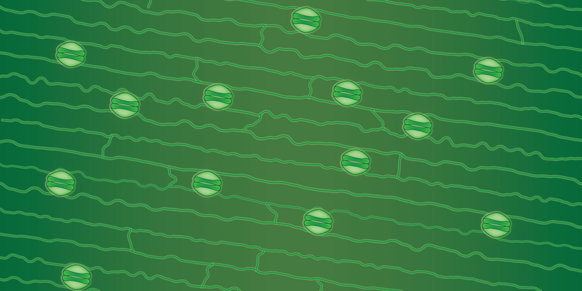 Stomata density header image