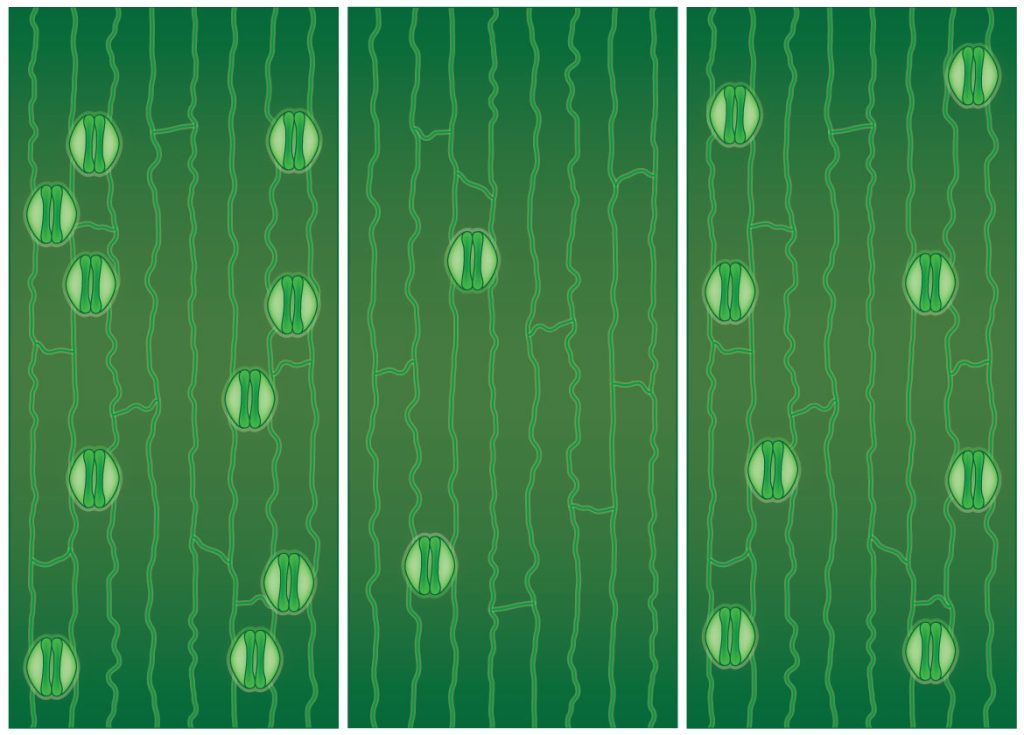 Stomata density 100%, 20% and 80%