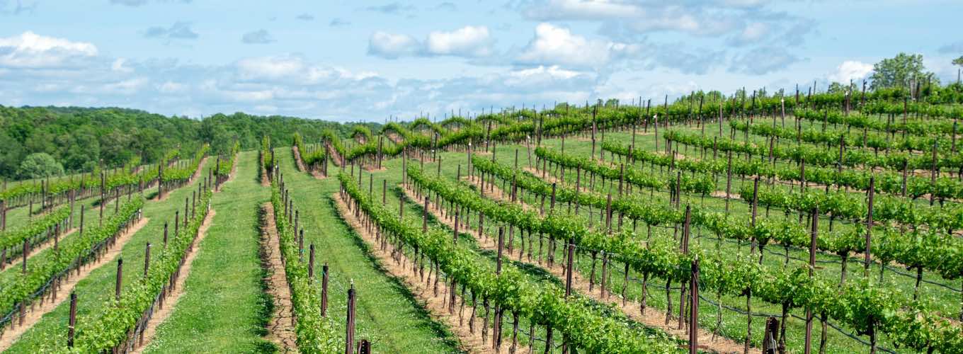 A sunny field of grapevines