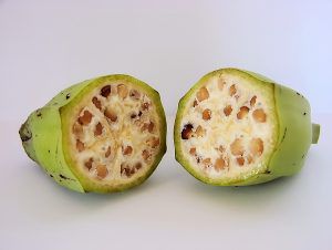 A wild-type banana cut into a cross-section to expose its large seeds.