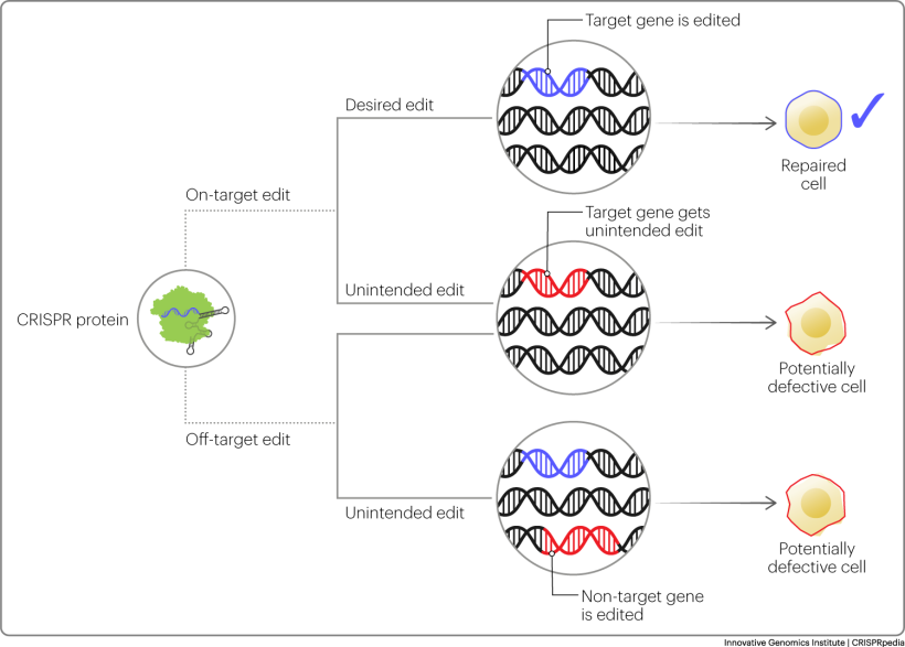 Potential outcomes of on- and off-target genome editing | Researchers design genome editing tools to act at a specific genomic location; edits made at the correct site are on-target. An on-target edit may be the edit intended by the researcher, but occasionally, an unintended edit may occur at the genomic location. Edits at a location other than the intended are off-target. It is possible for unintended edits to create unwanted phenotypes but they may also have no discernible effect.