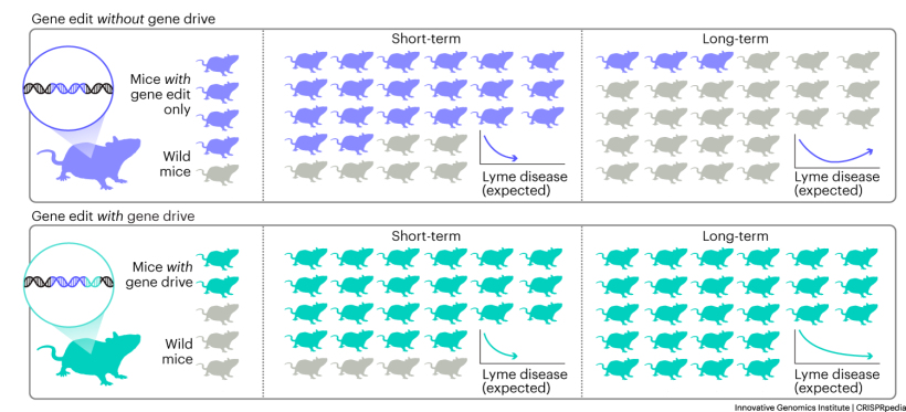 a graphic shows how the percentage of mice with a genetic change increases over time when released to mix with wild populations when they have a gene drive and is lost over time with traditional editing