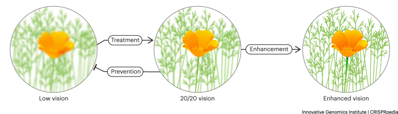 Prevention vs treatment vs enhancement - on the left, we see an out-of-focus flower with grass in the background. This represents low vision. In the middle, we see an in-focus flower with out-of-focus grass in the background representing 20/20 vision. On the right, the grass is in focus and more details of the flower are visible, representing enhanced vision