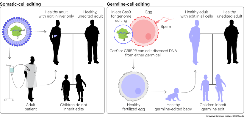 Somatic-cell editing versus germline-cell editing | Researchers can design genome-editing treatments that target somatic cells (left). Any genomic changes made to somatic cells, e.g. liver cells, are not passed down to biological offspring. Most researchers currently oppose germline-cell editing (right), which creates changes that can be inherited by biological offspring and passed down through the generations of a family.