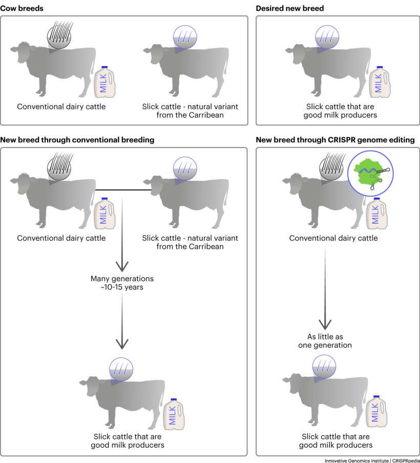 Two methods for creating slick-coat cattle that are good milk producers | If researchers wanted to create slick-coat dairy cattle, they have two main options. They could use traditional breeding methods (left), and develop slick-coat dairy cattle in 10–15 years. With CRISPR genome editing (right), this could be accomplished in as a little as a single generation.