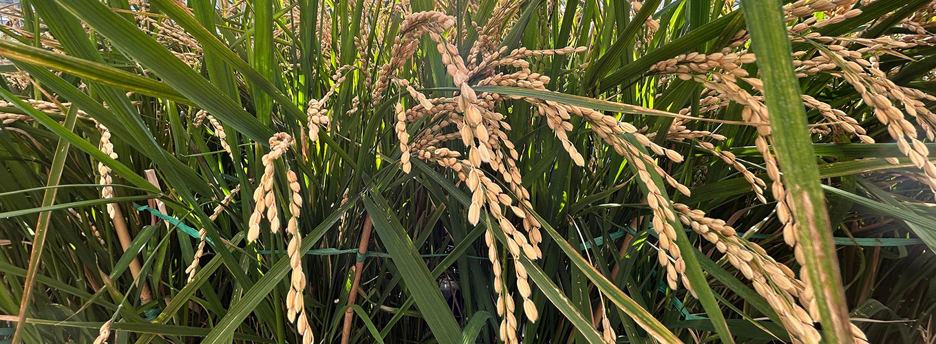 Rice plants growing in a greenhouse