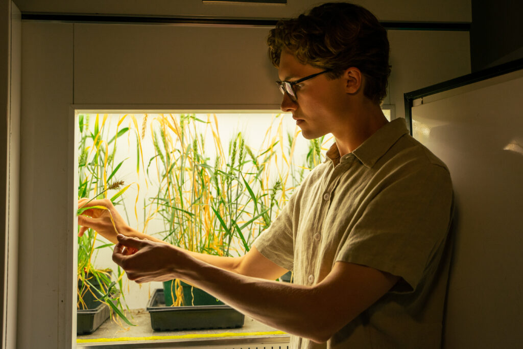 Evan Groover working with rice plants