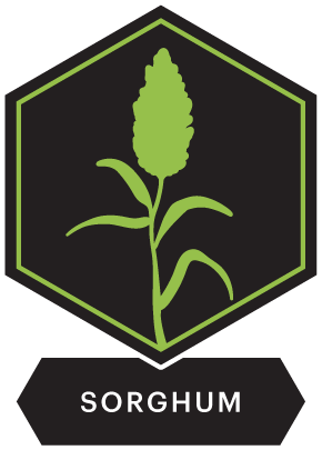 Sorghum icon