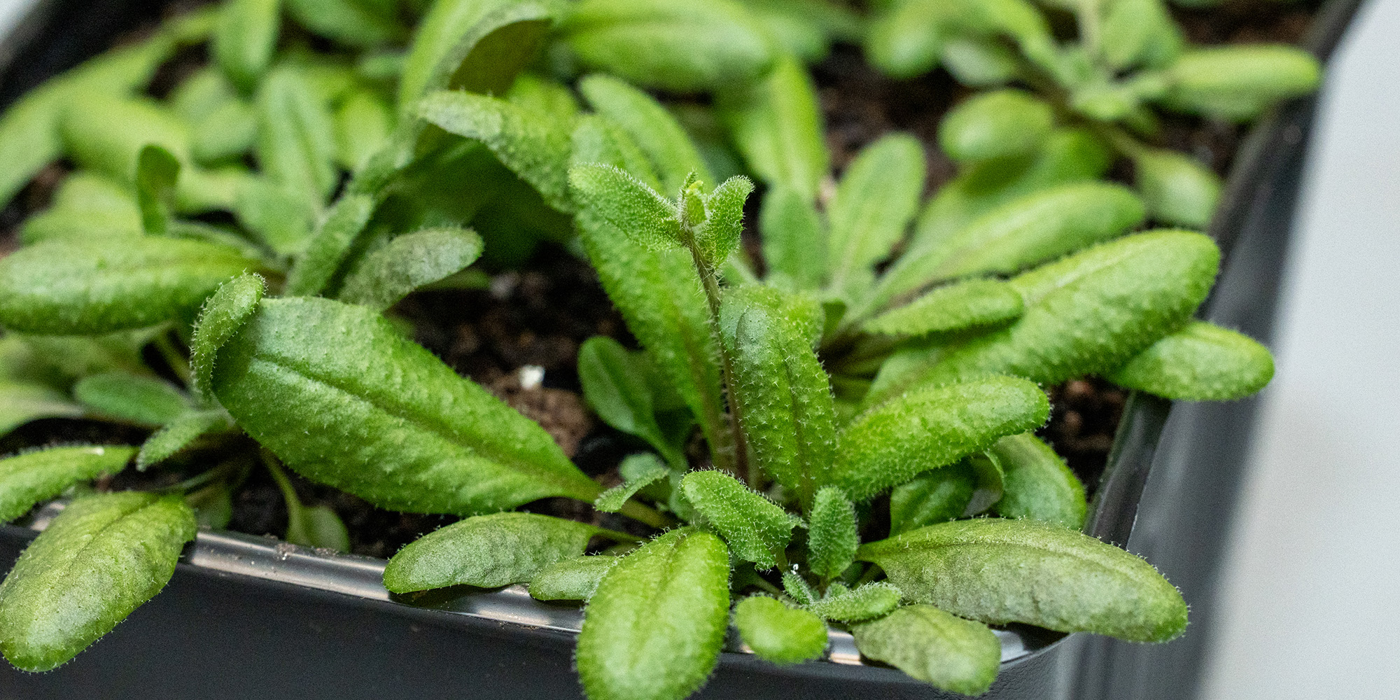 lavender plant to buy English Lavender main image 1